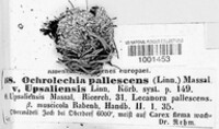 Ochrolechia pallescens image